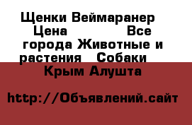 Щенки Веймаранер › Цена ­ 40 000 - Все города Животные и растения » Собаки   . Крым,Алушта